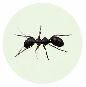 Fourmi – traitement des infestations de fourmis à Dax