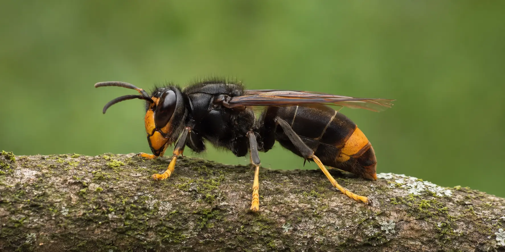 Frelon asiatique reconnaissable à son thorax sombre et à ses pattes jaunes