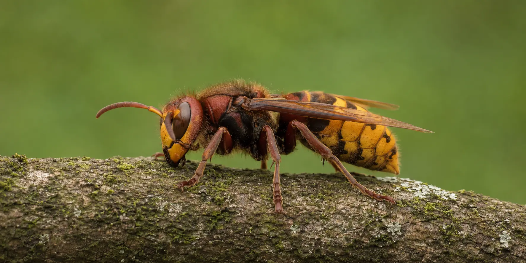 Frelon européen reconnaissable à son thorax brun-roux et à son abdomen jaune rayé de noir